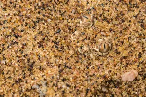 Peringueys / sidewinding adder (Bitis peringueyi) hidden in the sand, Naukluft National Park Peringueys / sidewinding adder (Bitis peringueyi) hidden in the sand, Naukluft National Park