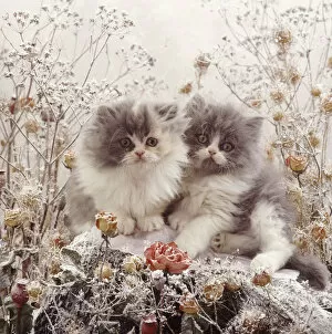 Images Dated 3rd March 2014: Persian kittens among snowy flowers