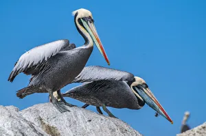 Peruvian pelican (Pelecanus thagus), in full breeding colours, Algarrobo Islet Peruvian pelican (Pelecanus thagus), in full breeding colours, Algarrobo Islet