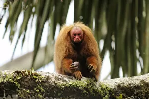 Images Dated 29th June 2008: Peruvian red uakari monkey (Cacajao calvus ucayalii) eating aguaje palm fruits (Mauritia