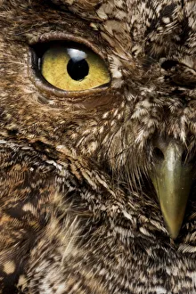 Peruvian screech-owl (Megascops roboratus) half face close up portrait, Macara, Loja Peruvian screech-owl (Megascops roboratus) half face close up portrait, Macara, Loja