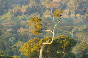 Peruvian Spider Monkeys (Ateles chamek) in the canopy of the Peruvian Amazon Peruvian Spider Monkeys (Ateles chamek) in the canopy of the Peruvian Amazon