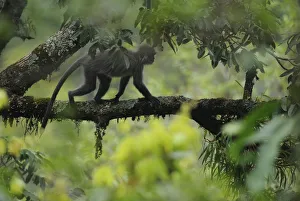 Images Dated 28th April 2012: Phayers Leaf monkey (Trachypithecus phayrei) Gaoligongshan NP, Yunnan province