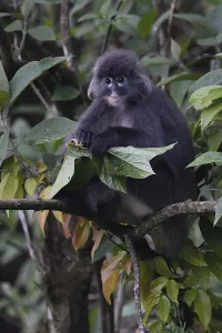 Phayres leaf monkey (Trachypithecus phayrei) siiting on a tree at He Xin Chang Forest Phayres leaf monkey (Trachypithecus phayrei) siiting on a tree at He Xin Chang Forest
