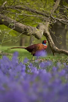 Images Dated 25th April 2007: Pheasant (Phasianus colchicus) male amongst Bluebell flowers, UK, April