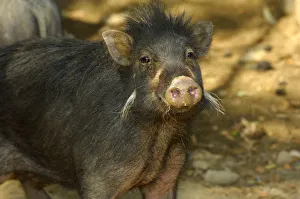 Philippines warty pig (Sus philippensis) head portrait. Found in Luzon, Mindoro Philippines warty pig (Sus philippensis) head portrait. Found in Luzon, Mindoro