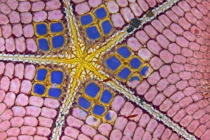 Photo showing detail of the underside and mount of a honeycomb sea star (Pentaceraster Photo showing detail of the underside and mount of a honeycomb sea star (Pentaceraster
