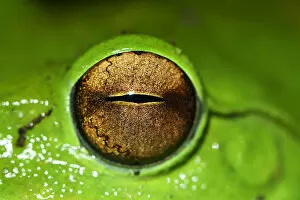Rhacophoridae Gallery: Picture of the eye of a Giant tree frog (Rhacophorus maximus) Tongbiguan Nature Reserve