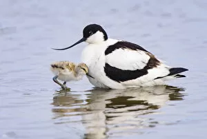 Pied avocet (Recurvirostra avosetta) adult parent and chick together. Suffolk, UK. June