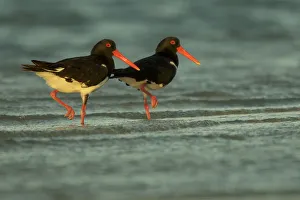 Pied Oystercatcher (Haematopus longirostris) pair, Crab Island, Torres Strait Islands Pied Oystercatcher (Haematopus longirostris) pair, Crab Island, Torres Strait Islands