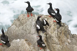 Images Dated 5th July 2008: Pigeon Guillemots (Cepphus columba), group interacting on a rock over the ocean