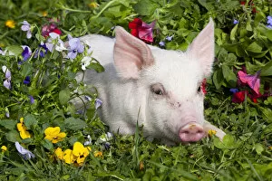 Images Dated 27th April 2010: Piglet head portrait, lying down in grass and garden flowers; Dekalb, Illinois, USA