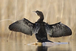 Wild Wonders of Europe 4 Gallery: Pigmy cormorant (Microcarbo pygmaeus) stretching wings, Durankulak Lake, Bulgaria