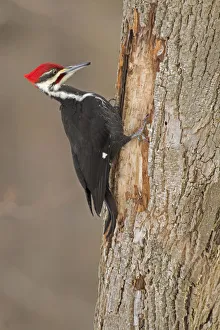 Pileated Woodpecker (Dryocopus pileatus) male, at feeding excavation in tree trunk in Pileated Woodpecker (Dryocopus pileatus) male, at feeding excavation in tree trunk in