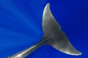 Pilot whale (Globicephala macorhynchus) close-up of submerged adult Pilot whale (Globicephala macorhynchus) close-up of submerged adult