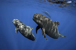 Pilot whale (Globicephala macrorhynchus) pod, Tenerife, Canary Islands. August Pilot whale (Globicephala macrorhynchus) pod, Tenerife, Canary Islands. August