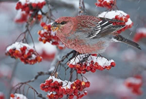 Images Dated 2nd December 2012: Pine Grosbeak male (Pinicola enucleator)and traffic light Oulu, Finland, December