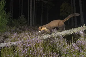 Pine marten (Martes martes) carrying a birds egg. Black Isle, Scotland, UK. September Pine marten (Martes martes) carrying a birds egg. Black Isle, Scotland, UK. September