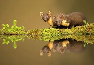 Images Dated 12th July 2013: Pine marten (Martes martes) reflected in water, Ardnamurchan Peninsula, west coast of Scotland, UK