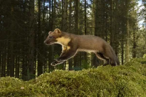 Pine marten (Martes martes) running, Trossachs National Park, Scotland, UK. September Pine marten (Martes martes) running, Trossachs National Park, Scotland, UK. September