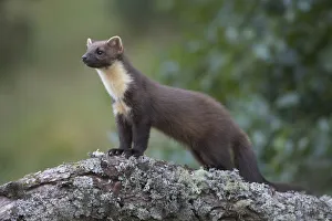 Pine Marten (Martes martes) standing alert on a trunk. Cairngorms National Park, Scotland Pine Marten (Martes martes) standing alert on a trunk. Cairngorms National Park, Scotland