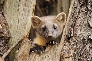 Images Dated 20th July 2010: Pine marten (Martes martes) in tree trunk, Finland, July