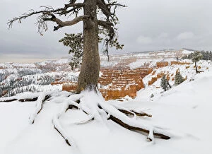 Coniferae Gallery: Pine tree (Pinus sp) in winter, Bryce Canyon National Park, Utah, USA, January
