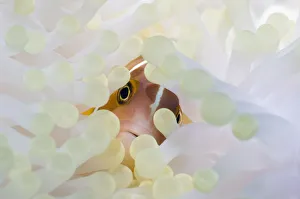 Pink anemonefish (Amphiprion perideraion) with anemone showing the effects of bleaching Pink anemonefish (Amphiprion perideraion) with anemone showing the effects of bleaching