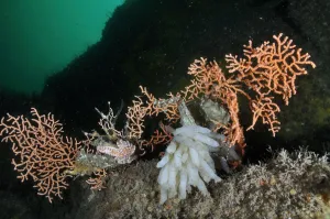 Pink sea fan / Warty coral (Eunicella verrucosa) with attached eggs of a Common squid Pink sea fan / Warty coral (Eunicella verrucosa) with attached eggs of a Common squid