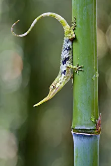 Pinocchio lizard (Anolis proboscis) male on stem, Mindo, Pichincha, Ecuador, Endangered Pinocchio lizard (Anolis proboscis) male on stem, Mindo, Pichincha, Ecuador, Endangered