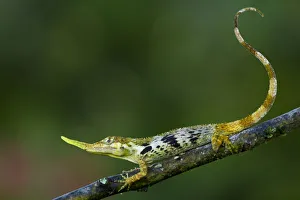 Didelphidae Gallery: Pinocchio Collection
