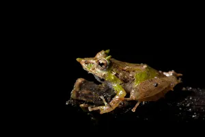Pinocchio rainfrog (Pristimantis appendiculatus) on a branch. Mindo, Pichincha, Ecuador Pinocchio rainfrog (Pristimantis appendiculatus) on a branch. Mindo, Pichincha, Ecuador