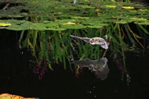 Pond Collection: Pipistrelle bat (Pipistrellus pipistrellus) flying low over water. Surrey, England, August