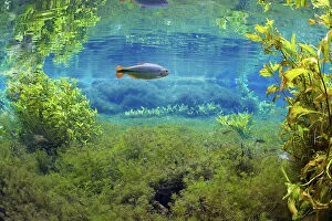 Brazil Gallery: Piraputanga fish (Brycon hilarii) in underwater landscape, Aquario Natural, Rio Baia Bonito