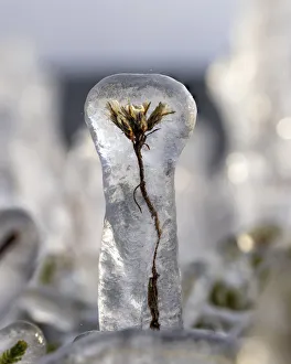 Plant encased in ice after a storm. Lake Tornetrask, North Sweden. October Plant encased in ice after a storm. Lake Tornetrask, North Sweden. October