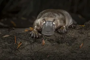 Platypus (Ornithorhynchus anatinus), released onto a log in Little Yarra River Platypus (Ornithorhynchus anatinus), released onto a log in Little Yarra River