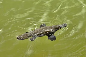Platypus (Ornithorhynchus anatinus) swimming in lake, Tasmania, Australia Platypus (Ornithorhynchus anatinus) swimming in lake, Tasmania, Australia