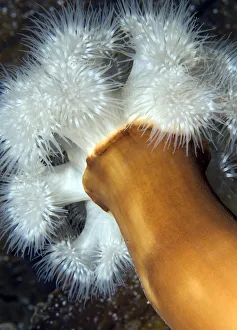 Plumose sea anemone (Metridium senile) Lofoten, Norway, November 2008 Plumose sea anemone (Metridium senile) Lofoten, Norway, November 2008