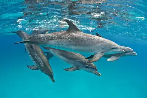 Images Dated 24th July 2010: Pod of Atlantic spotted dolphins (Stenella frontalis) over a shallow sand bank accompanied