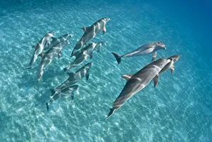 A pod of Bottlenose dolphins (Tursiops truncatus) swimming over a sand bank. Sandy Ridge A pod of Bottlenose dolphins (Tursiops truncatus) swimming over a sand bank. Sandy Ridge