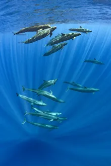Pod of false killer whales (Pseudorca crassidens) swimming beneath the surface of the Pod of false killer whales (Pseudorca crassidens) swimming beneath the surface of the