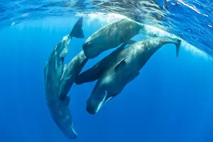 Toothed Whale Gallery: Pod of Sperm whale socializing, (Physeter macrocephalus) Dominica, Caribbean Sea, Atlantic Ocean