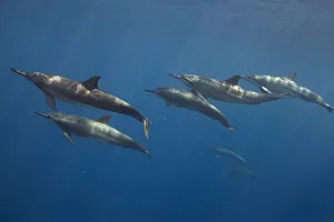 Pod of Spinner dolphin (Stenella longirostris) swimming. Utila Island, Honduras. Caribbean Sea Pod of Spinner dolphin (Stenella longirostris) swimming. Utila Island, Honduras. Caribbean Sea