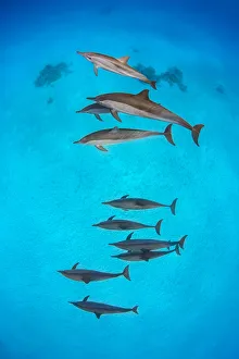 Pod of Spinner dolphins (Stenella longirostris) swimming over shallow sandy lagoon Pod of Spinner dolphins (Stenella longirostris) swimming over shallow sandy lagoon