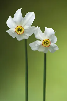 Poets Daffodil (Narcissus poeticus). Montseny Nature Reserve, Barcelona province Poets Daffodil (Narcissus poeticus). Montseny Nature Reserve, Barcelona province