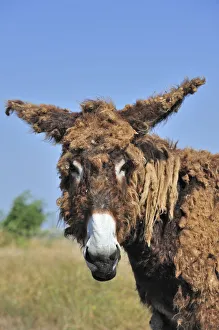 Poitou donkey (Equus africanus asinus) with shaggy coat on the island Ile de Re Poitou donkey (Equus africanus asinus) with shaggy coat on the island Ile de Re