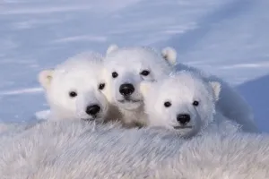 Polar bear cubs (Ursus maritimus) triplets age 2-3 months next to their mother Polar bear cubs (Ursus maritimus) triplets age 2-3 months next to their mother