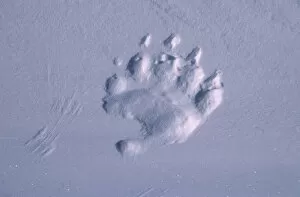 Images Dated 29th June 2010: Polar bear footprint in snow {Ursus maritimus} Churchill, Canada