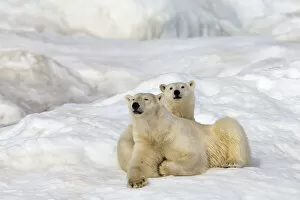 Polar bear (Ursus maritimus) adult female with young age one year and a half. Wrangel island
