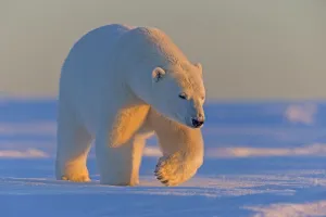 Polar bear (Ursus maritimus), adult male, outside Kaktovik, Alaska, USA Polar bear (Ursus maritimus), adult male, outside Kaktovik, Alaska, USA